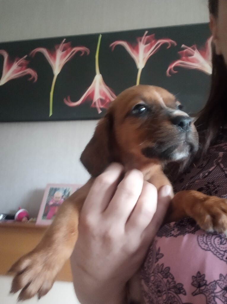 dogue de bordeaux for sale gumtree